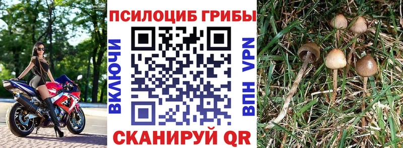 даркнет состав  Заринск  Галлюциногенные грибы мухоморы 